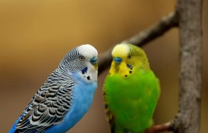 parakeets